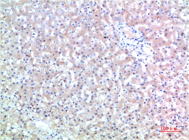 TTR Monoclonal Antibody (9A6)