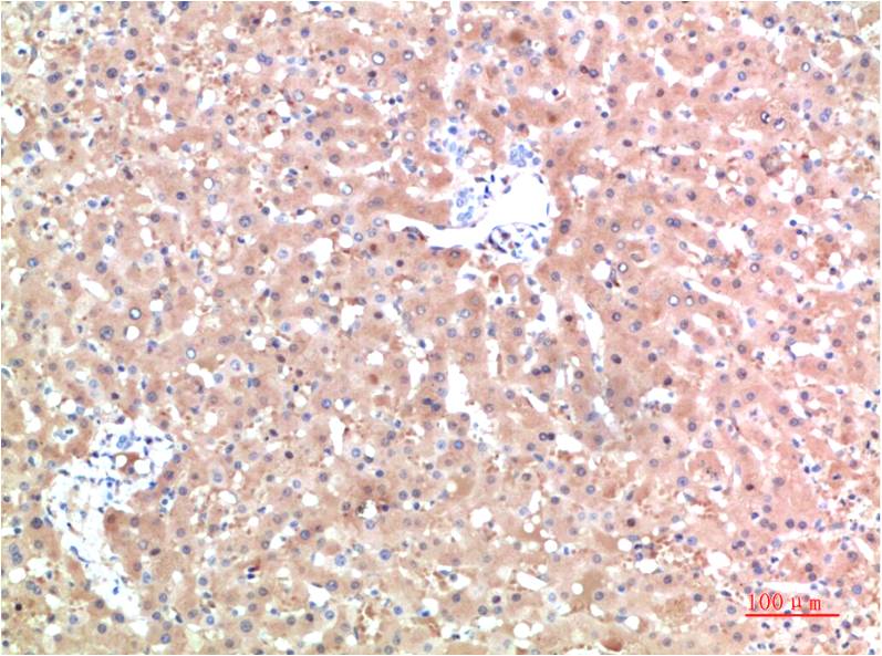 TTR Monoclonal Antibody (10D8)