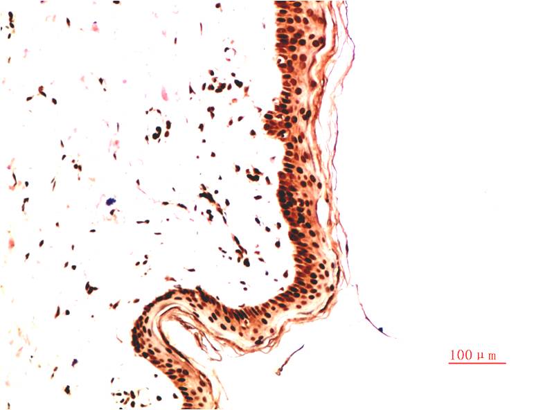 Collagen IV Monoclonal Antibody (9A7)