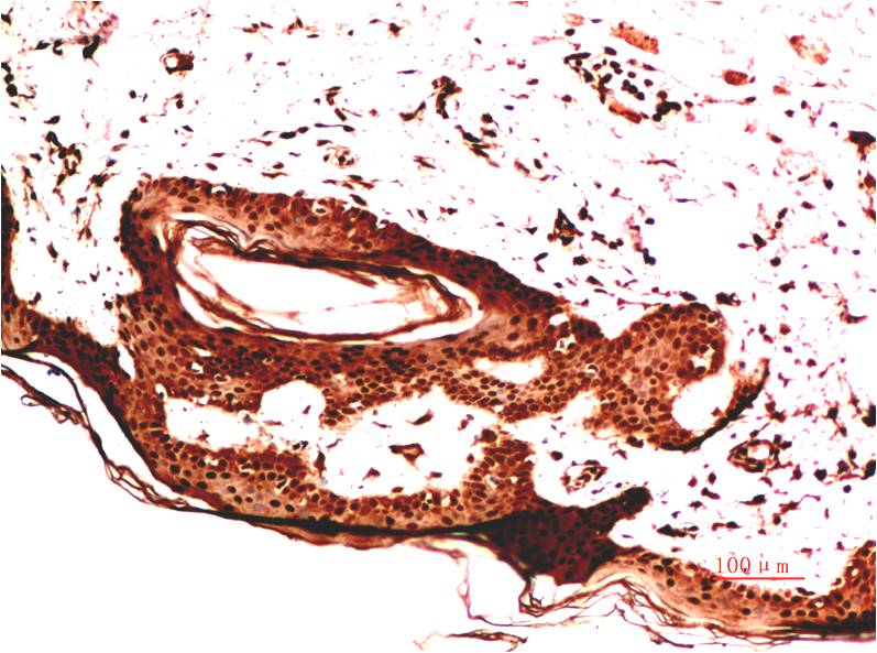Collagen IV Monoclonal Antibody (8G3)