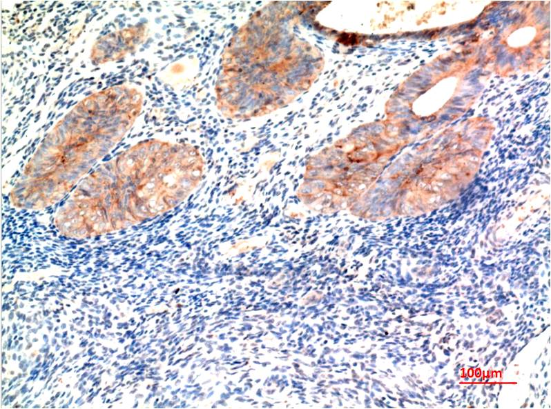 Claudin-7 Monoclonal Antibody (3F7)