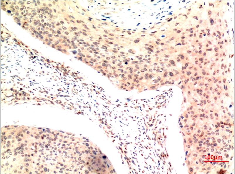 TFE3 Monoclonal Antibody (5B10)