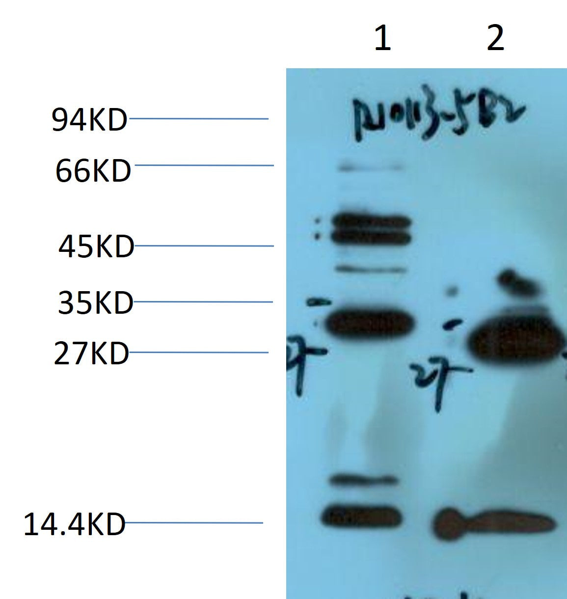 14-3-3 eta Monoclonal Antibody (5B2)
