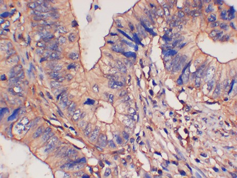 14-3-3 eta Monoclonal Antibody (5B2)