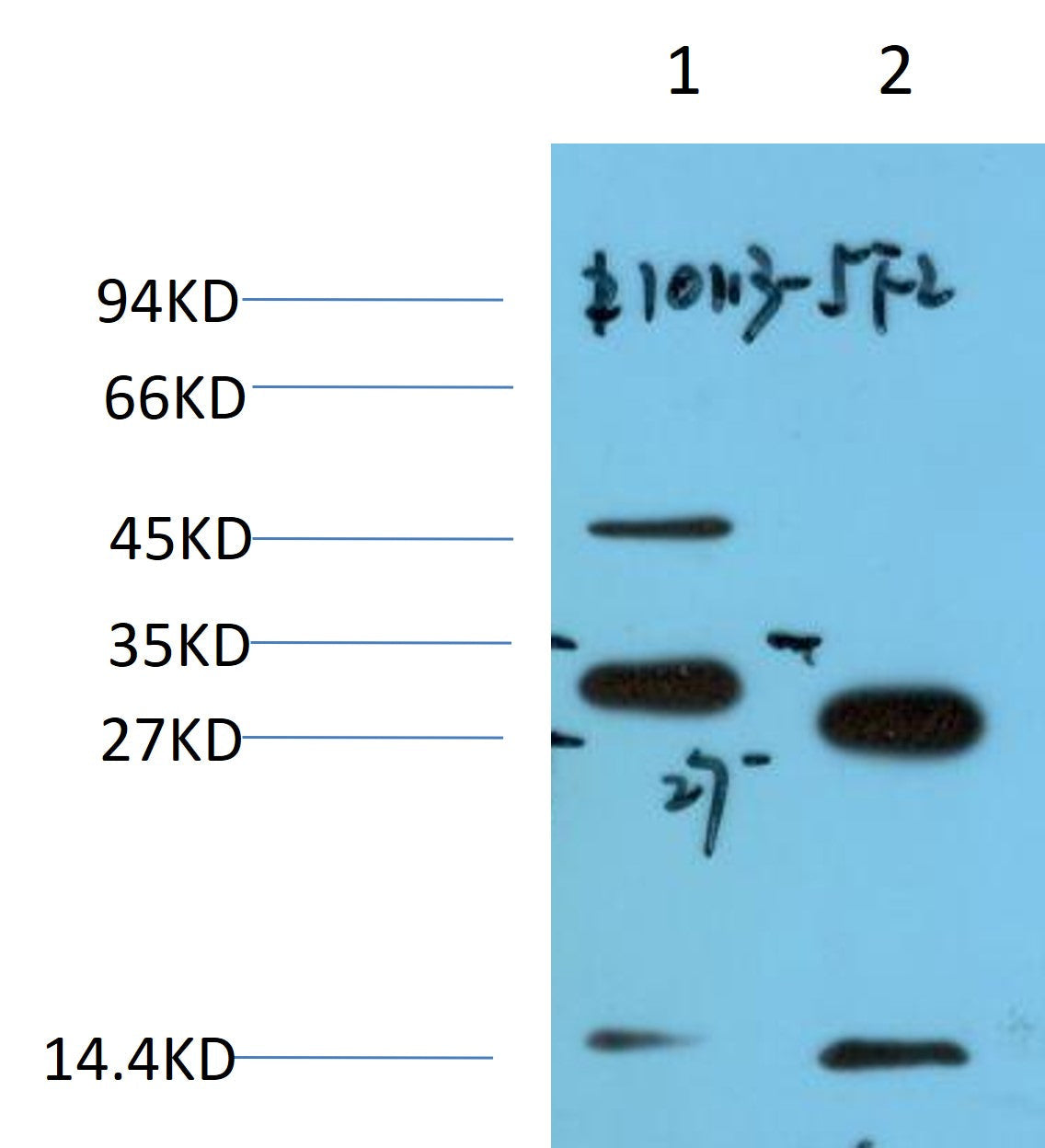 14-3-3 eta Monoclonal Antibody (5F2)