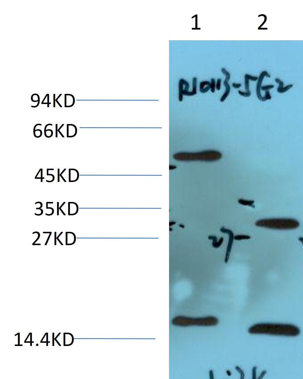 14-3-3 eta Monoclonal Antibody (5G12)