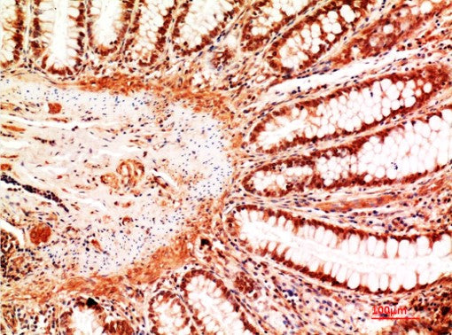 Villin Monoclonal Antibody (2C9)