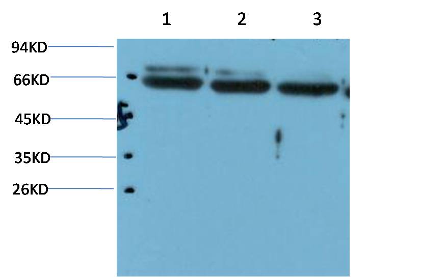 TRP2 DCT Monoclonal Antibody (2A10)