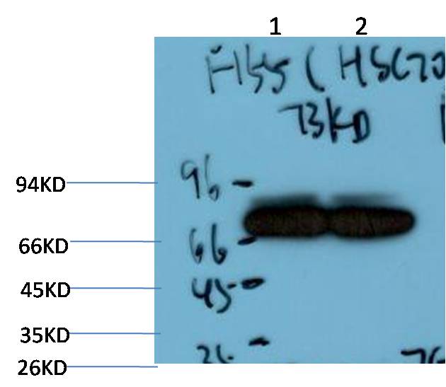 HSC70 Monoclonal Antibody (7G12)