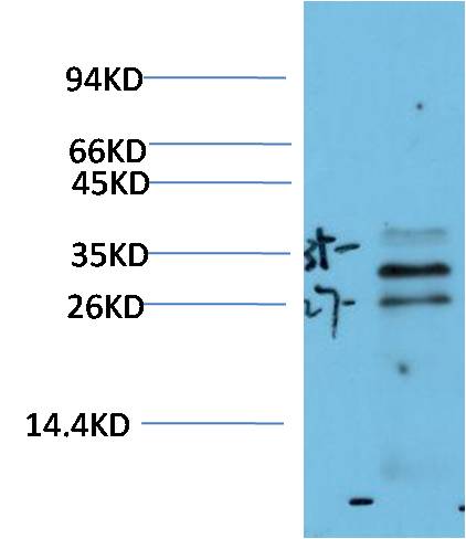 HO-1 Monoclonal Antibody (3F9)