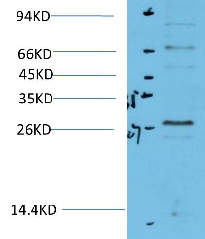 HO-1 Monoclonal Antibody (Mix-mA)