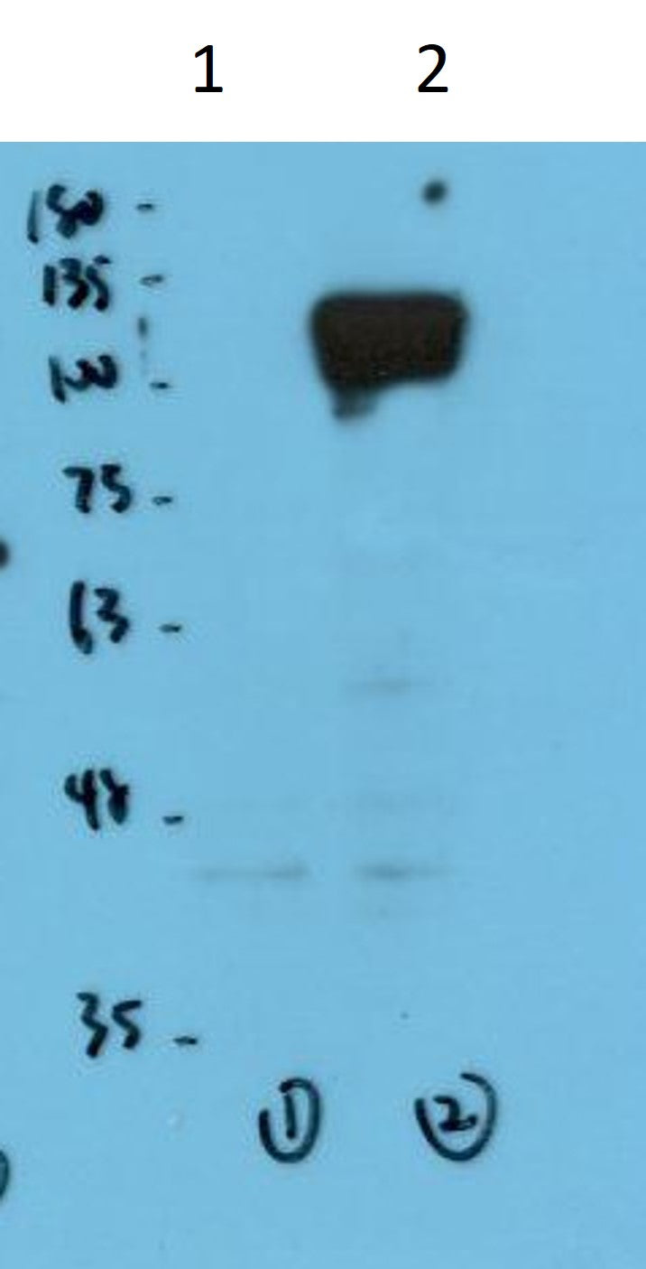 HIF-1Alpha Monoclonal Antibody (Mix-mA)