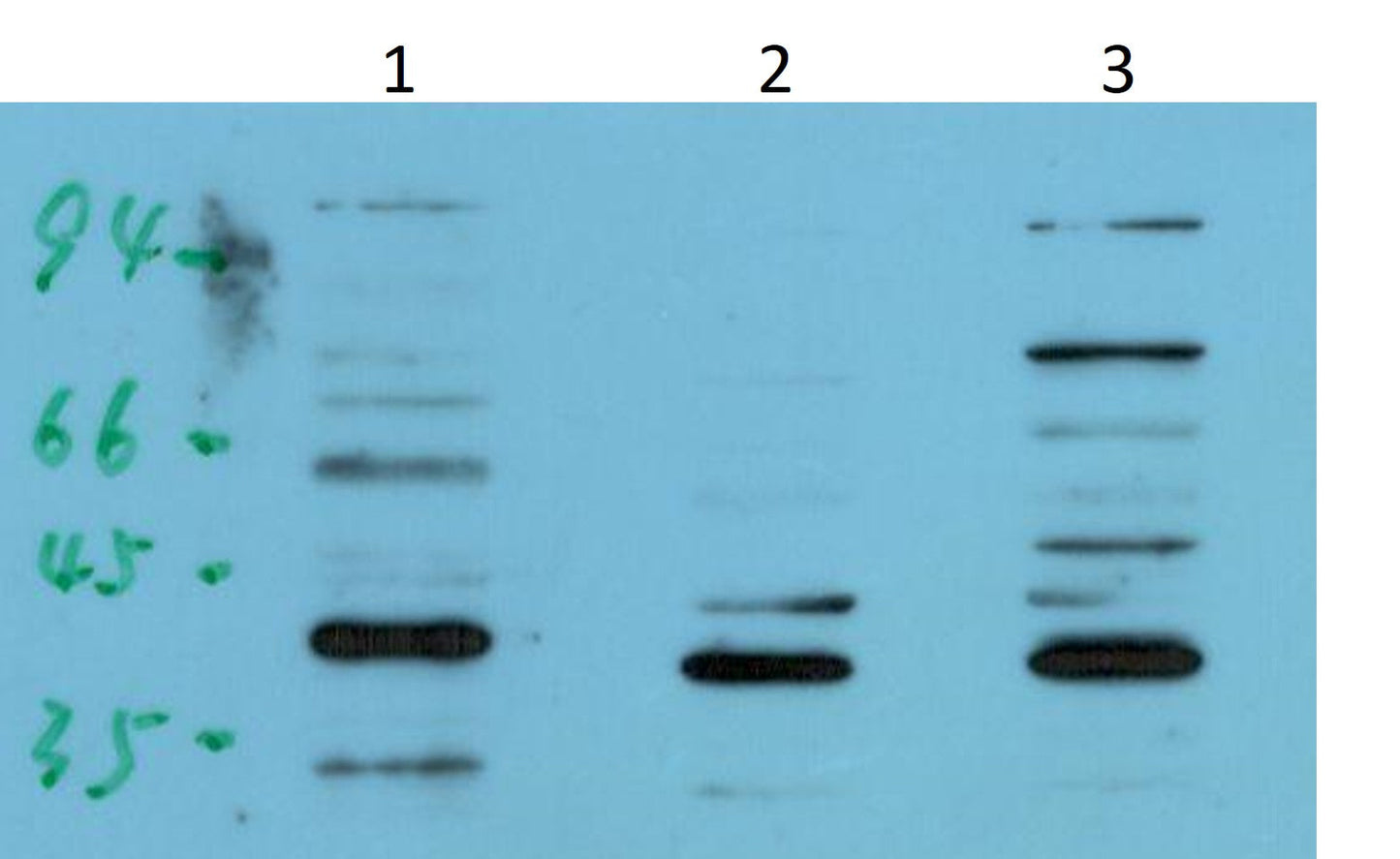 p38 Monoclonal Antibody (4G2)