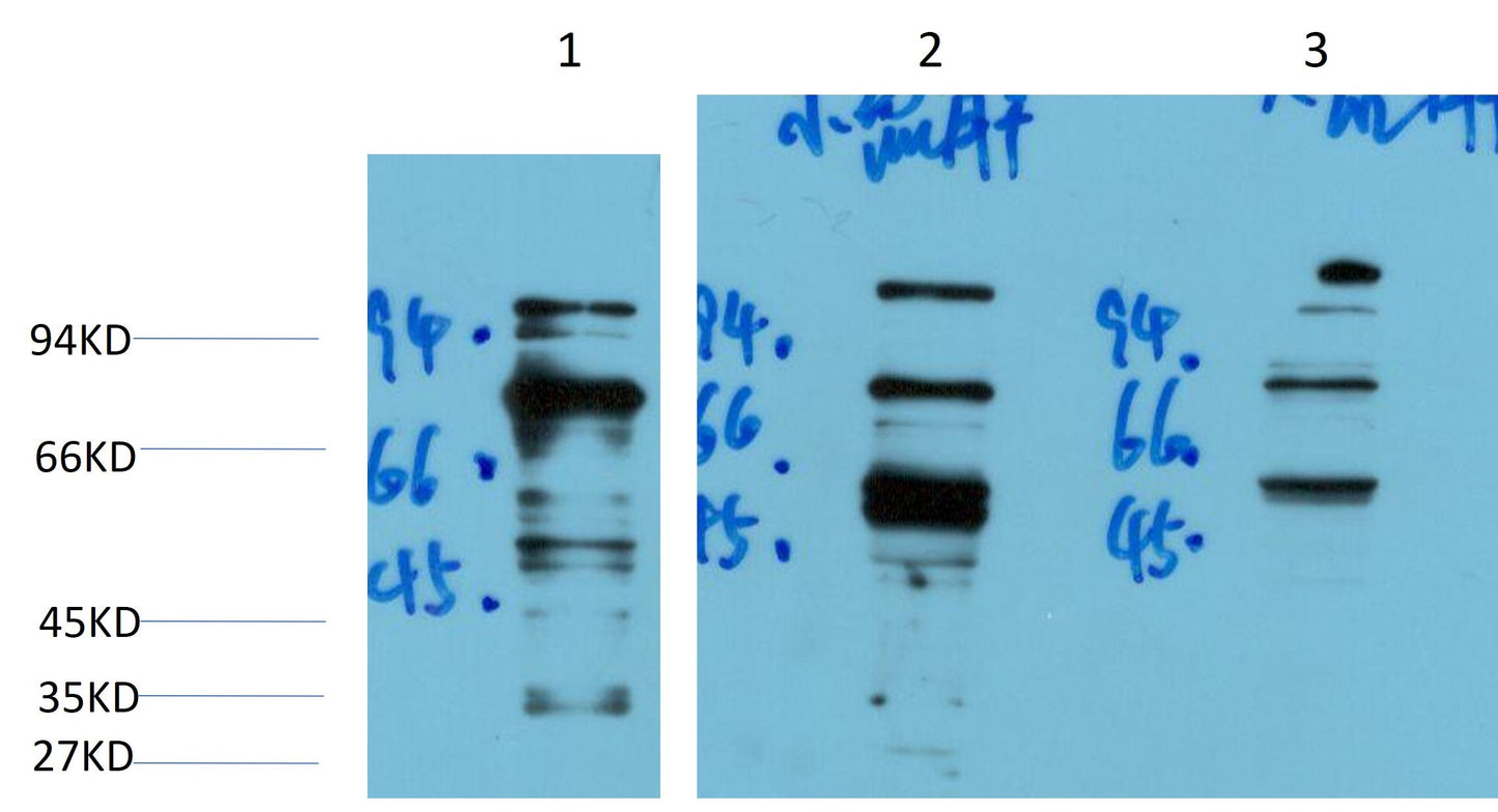 Aurora A Monoclonal Antibody (2B3)