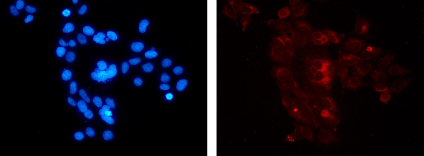 ACE2 Monoclonal Antibody (2C1)