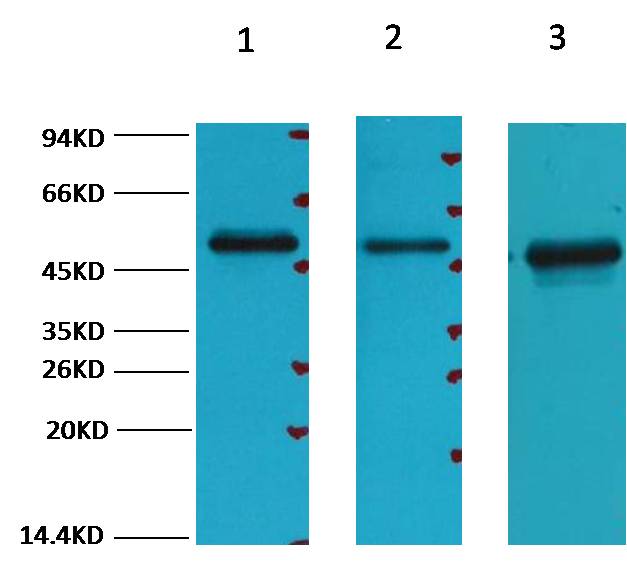 FH Fumarase Monoclonal Antibody (7F1)