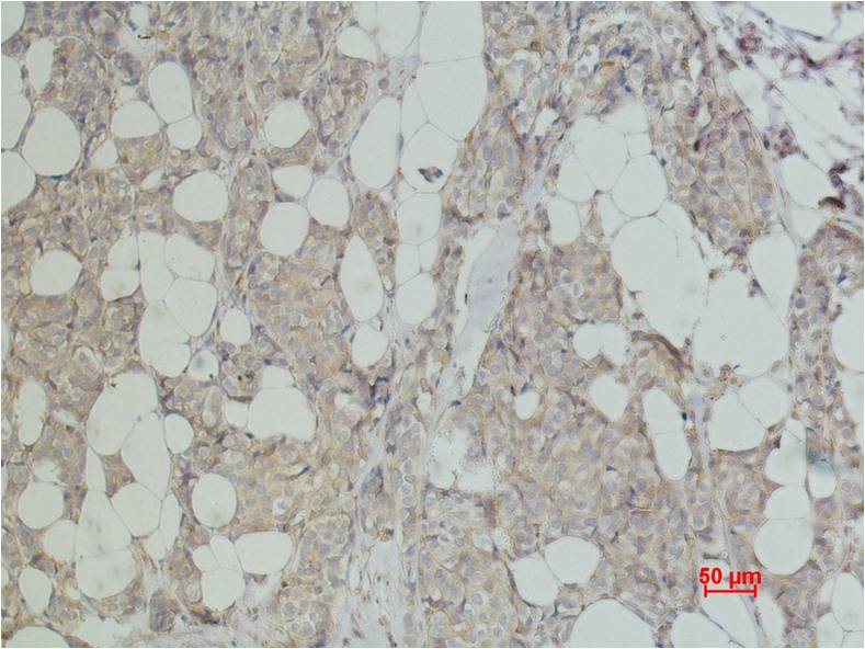 ErbB-2 HER-2 Monoclonal Antibody (3C9)