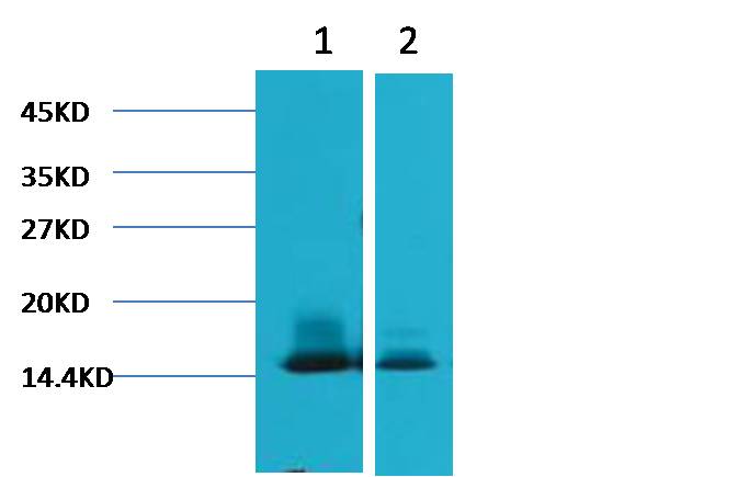 alpha Lactalbumin Monoclonal Antibody (9E9)