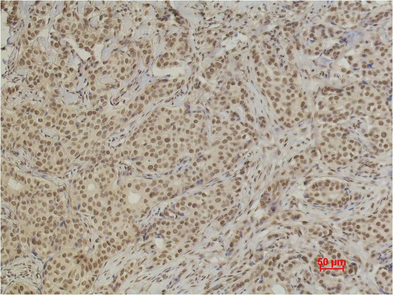 XRCC4 Monoclonal Antibody (5C10)