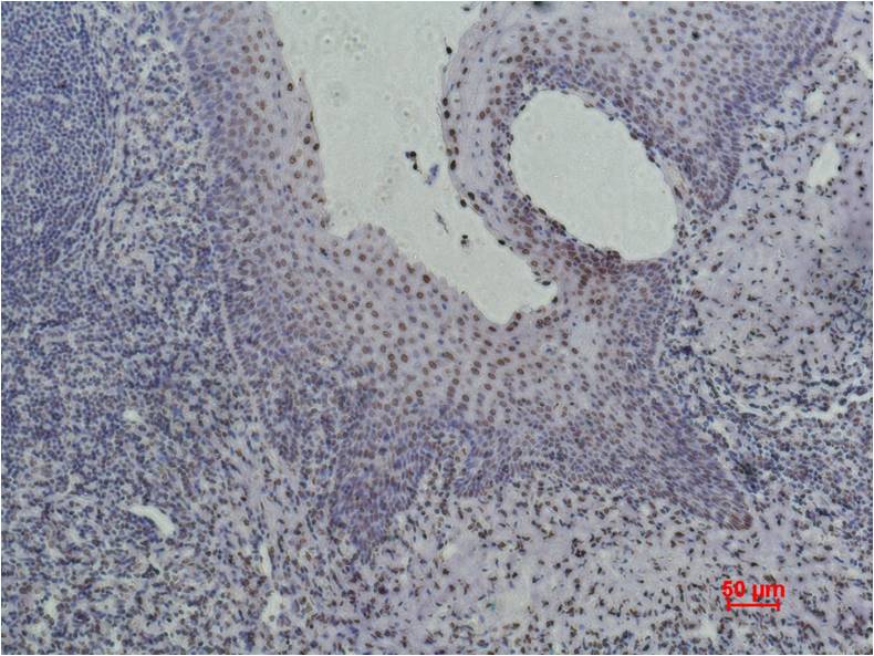Histone H3 (tri methyl K36) Monoclonal Antibody (Q12)
