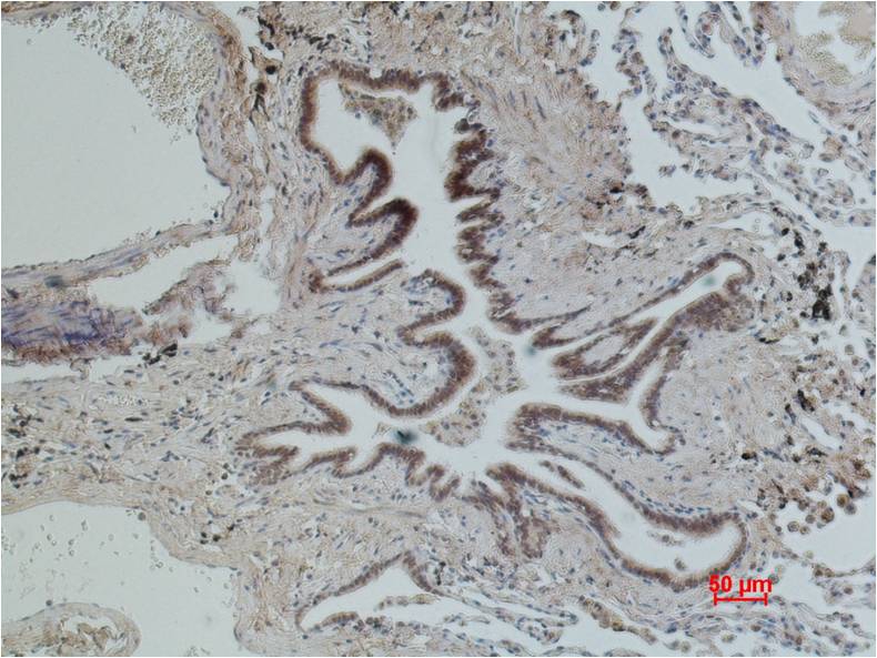 CD16 Monoclonal Antibody (Q32)