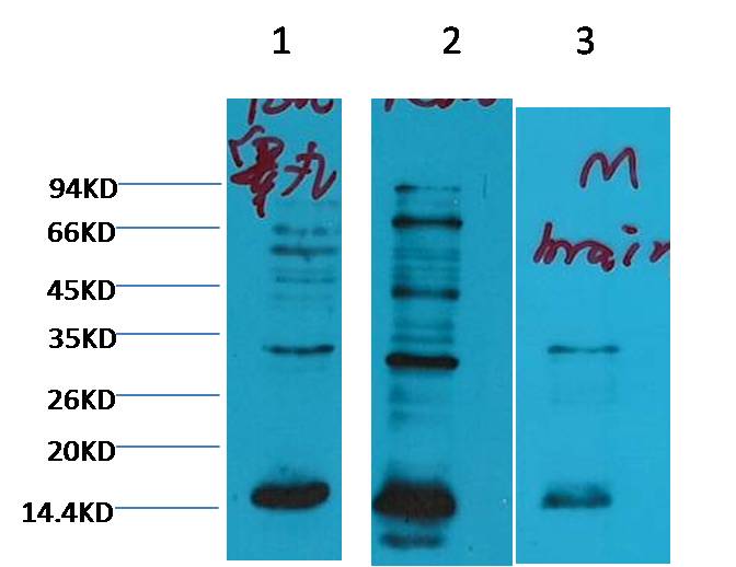 Histone H3 (mono methyl K79) Monoclonal Antibody (1C2)
