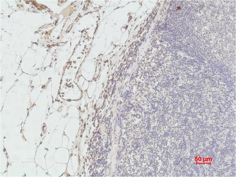 Histone H3 (tri methyl K9) Monoclonal Antibody (2C3)