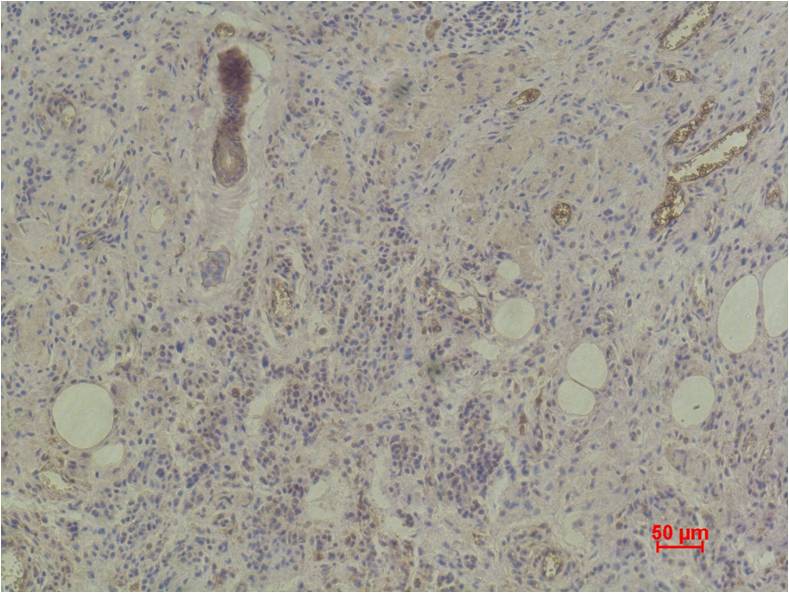Histone H3 (di methyl K27) Monoclonal Antibody (1A8)