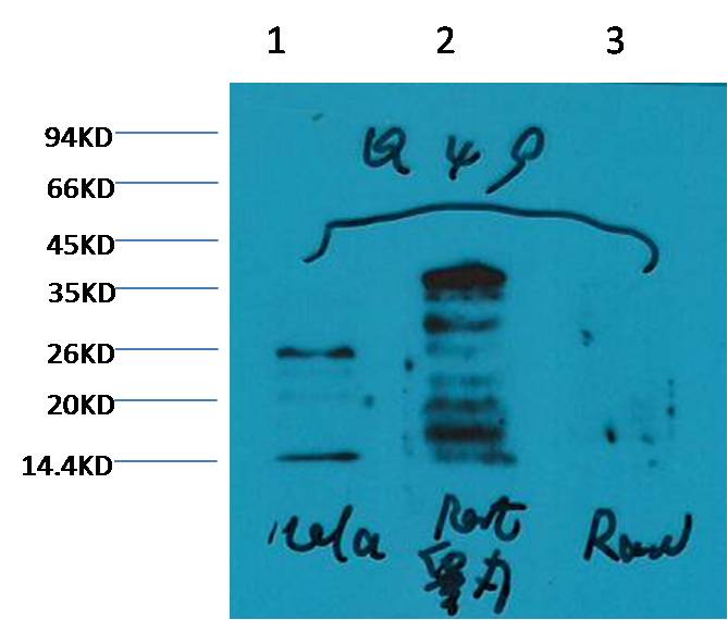 Histone H3 (mono methyl K79) Monoclonal Antibody (4C9)
