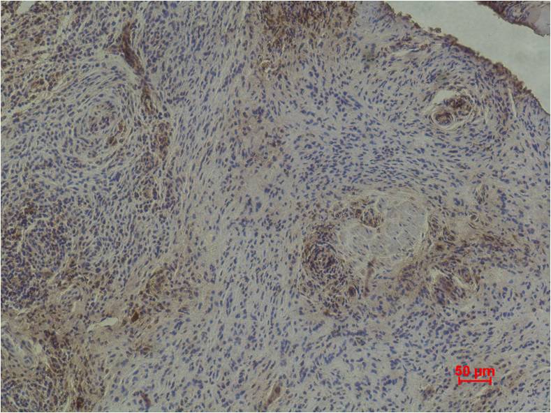 Histone H3 (mono methyl K79) Monoclonal Antibody (4C9)