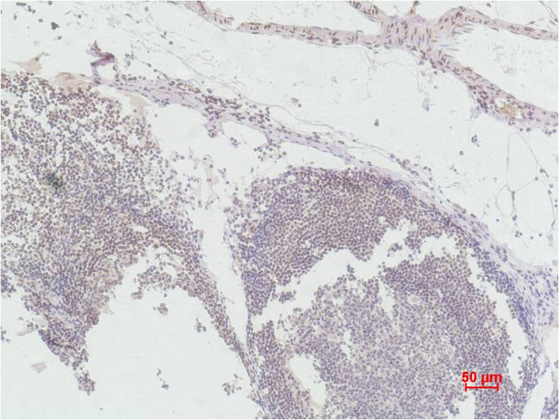 Histone H3 (mono methyl K9) Monoclonal Antibody (1E8)