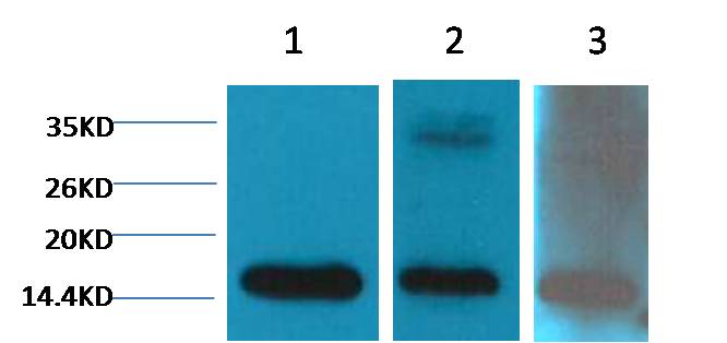 Histone H3 (di methyl K79) Monoclonal Antibody (362)