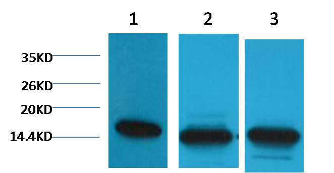 Histone H3 (di methyl K36) Monoclonal Antibody (1E6)