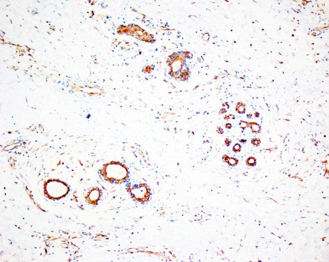 SMAD7 Monoclonal Antibody (3E3)