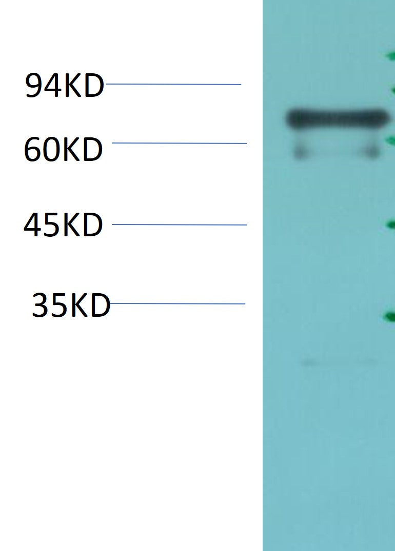 TurboGFP Mouse Monoclonal Antibody (Mix-mA)