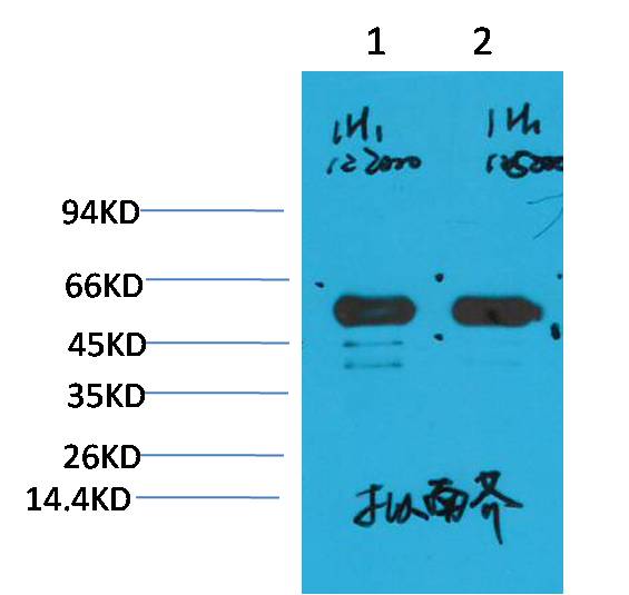 Rubisco (Large Chain) Monoclonal Antibody (1H1)
