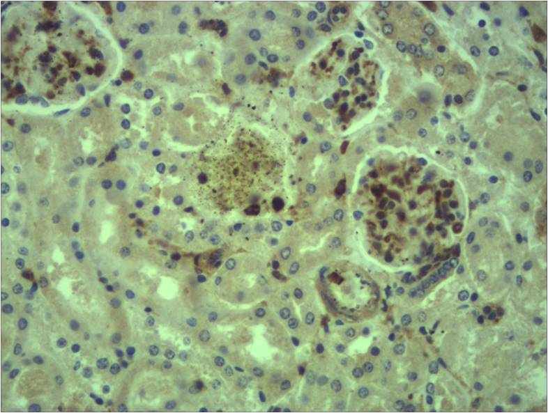 c-Fos Polyclonal Antibody