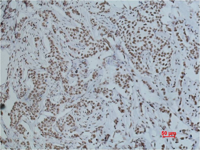 Histone H4 Polyclonal Antibody
