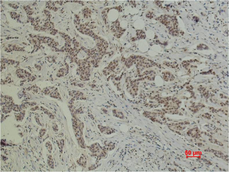 Histone H1 Polyclonal Antibody
