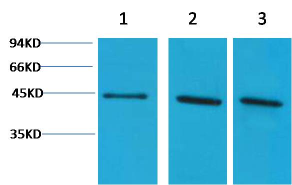 Alpha-Skeletal Muscle Actin Polyclonal Antibody