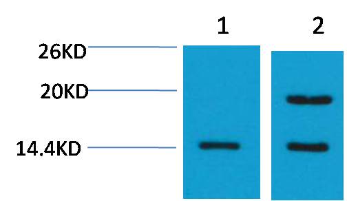 Histone H2A.Z Polyclonal Antibody