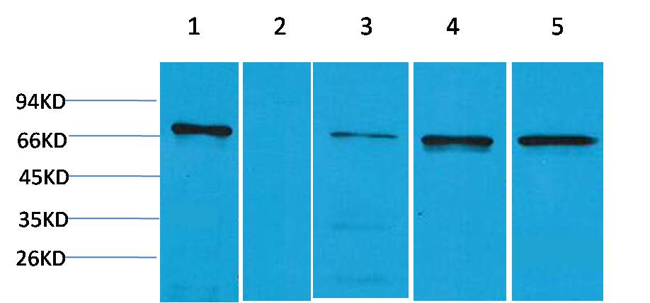 ZNF499 Polyclonal Antibody
