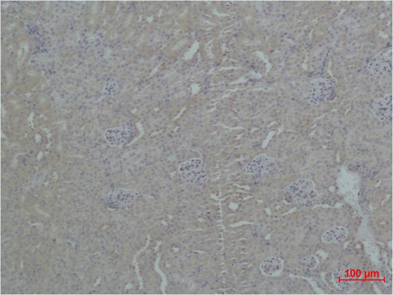 ZNF499 Polyclonal Antibody