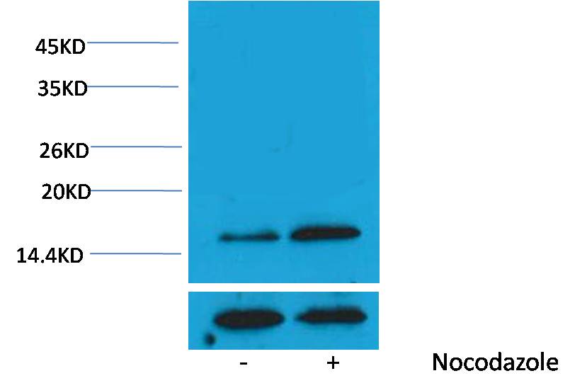Histone H3 (Phospho Thr3) Polyclonal Antibody