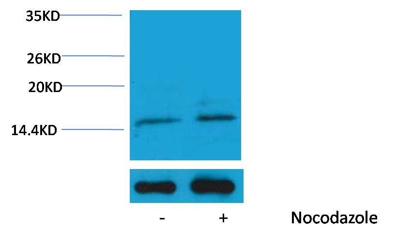 Histone H3 (Phospho Ser10) Polyclonal Antibody