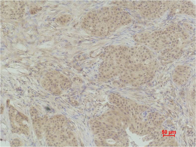 Histone H3 (Phospho Thr32) Polyclonal Antibody