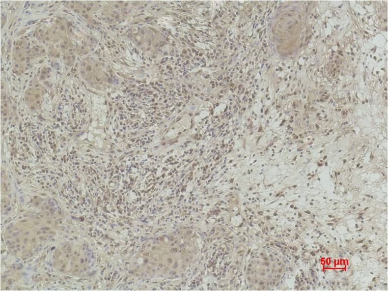 Histone H3 (Phospho Tyr41) Polyclonal Antibody