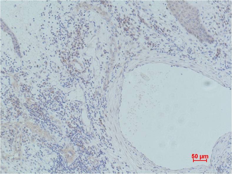 Histone H3 (Phospho Thr45) Polyclonal Antibody
