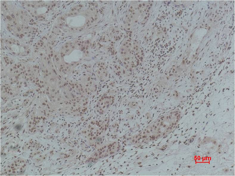 Histone H3 (Acetyl Lys4) Polyclonal Antibody