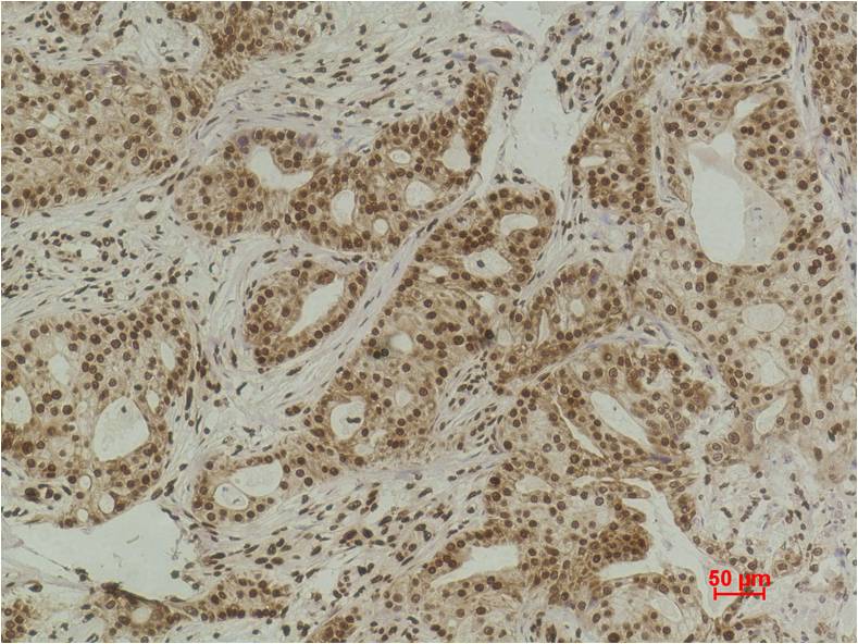 Histone H3 (Acetyl Lys9) Polyclonal Antibody